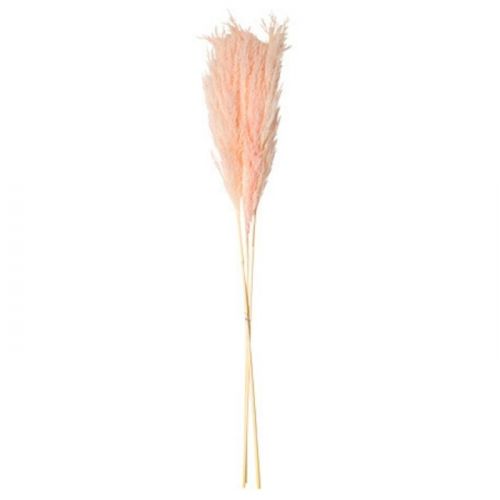 Droogbloemen pampas pluimen roze (3st)